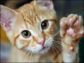 Pet Emergency Wallet Card