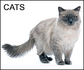 Cat to Human Age Calculator