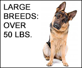Large Dog to Human Age Calculator