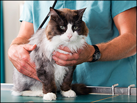 Commpassion Fatigue Video